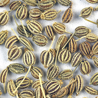 Ажгон, Айован, Ajowan, Ajwain