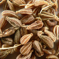 Анис, Бедренец анисовый, Anise, Aniseed, Pimpinella anisum