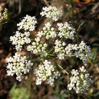 Бедренец камнеломковый, Pimpinella saxifraga