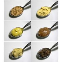 Горчица, Mustard, Brassica, Sinapis