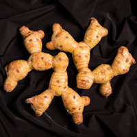 Калган, Галангал, Alpinia, Galangal